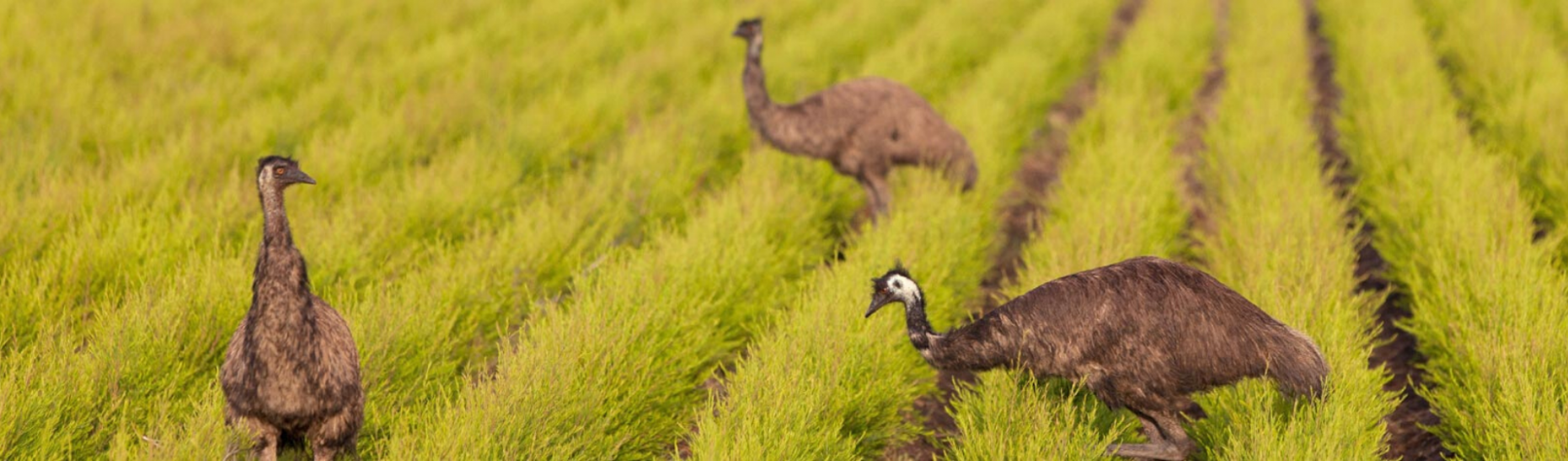 Emu's in field