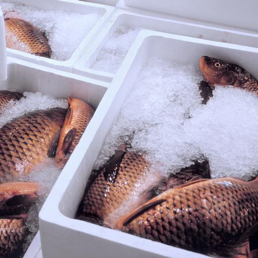 Signet's Cold Chain Packaging Products Being Used To Pack Seafood