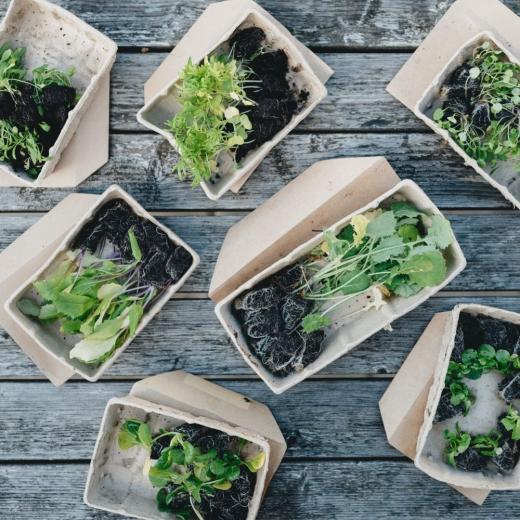 Seedlings in paper containers on timber