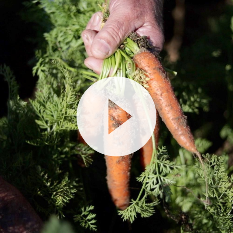 Bunch of carrots in hand