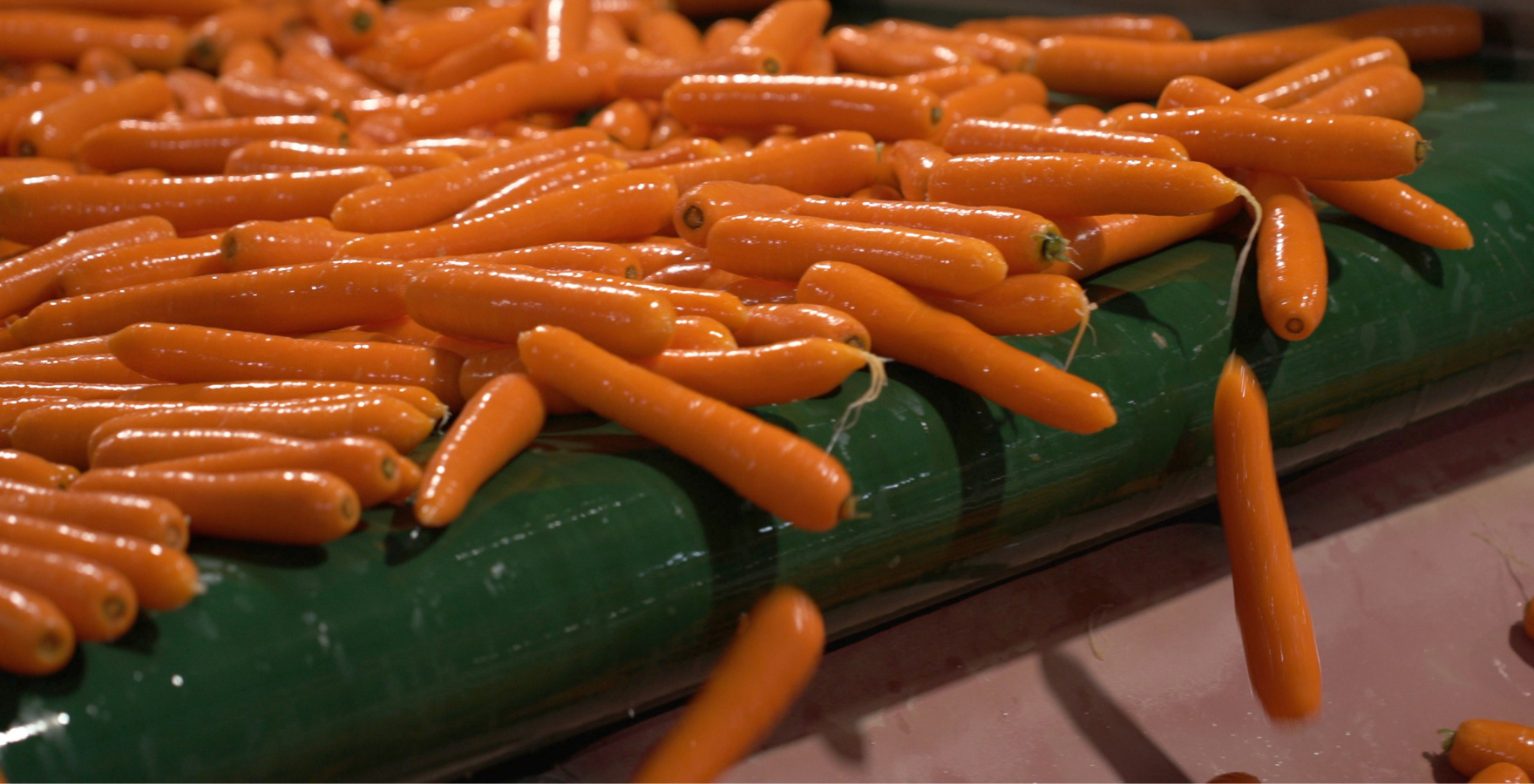 Carrots on conveyor belt