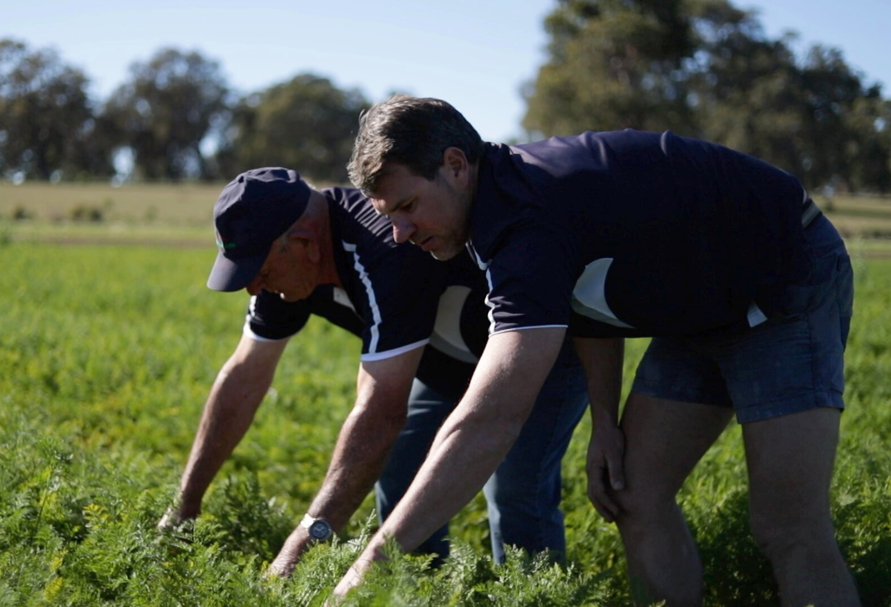 Farmers picking carrots