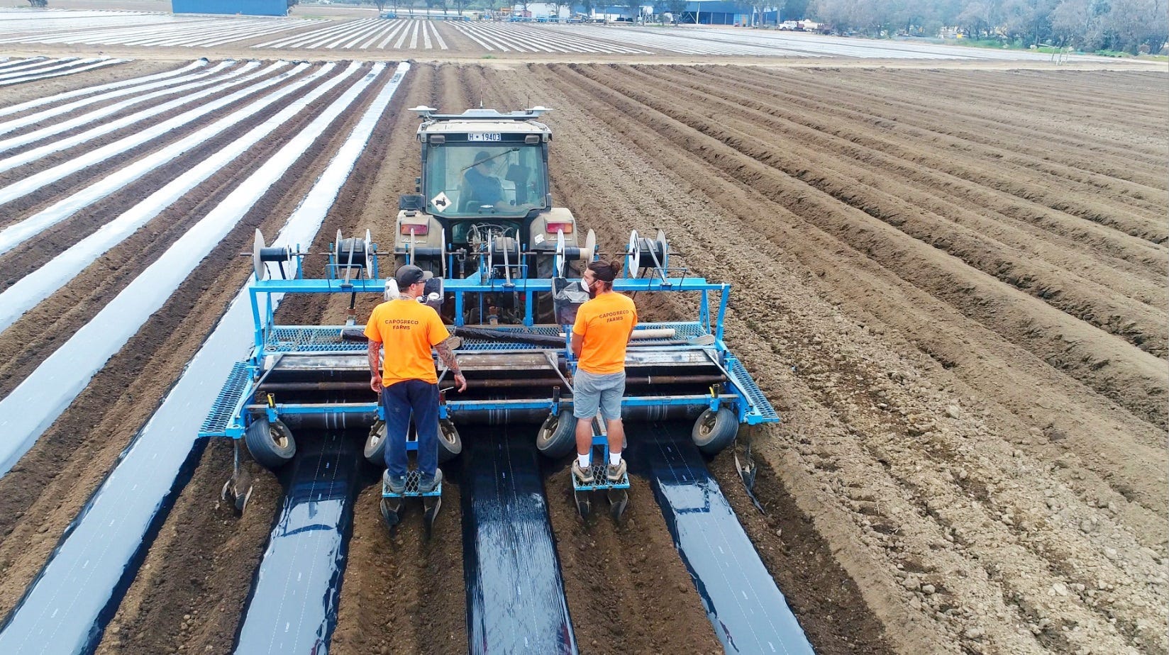 Laying mulch film at Capogreco Farms