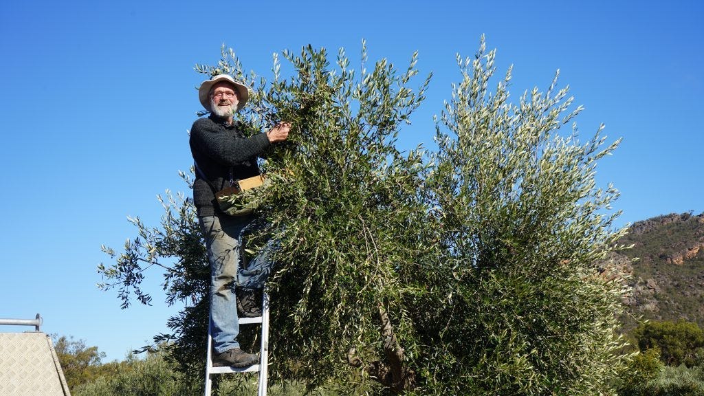 Neil Seymour picking olives