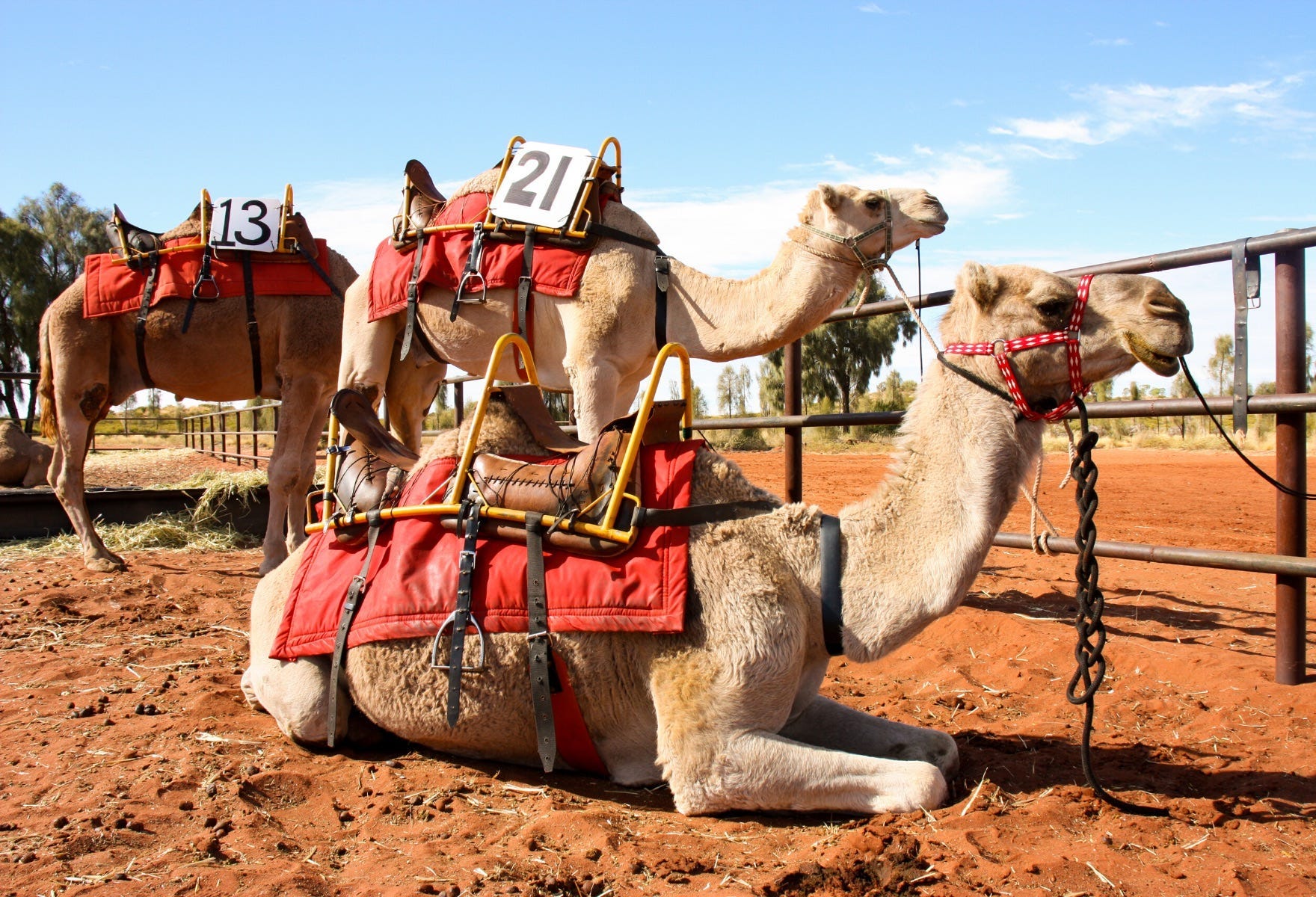 Uluru Camel Cup Camels