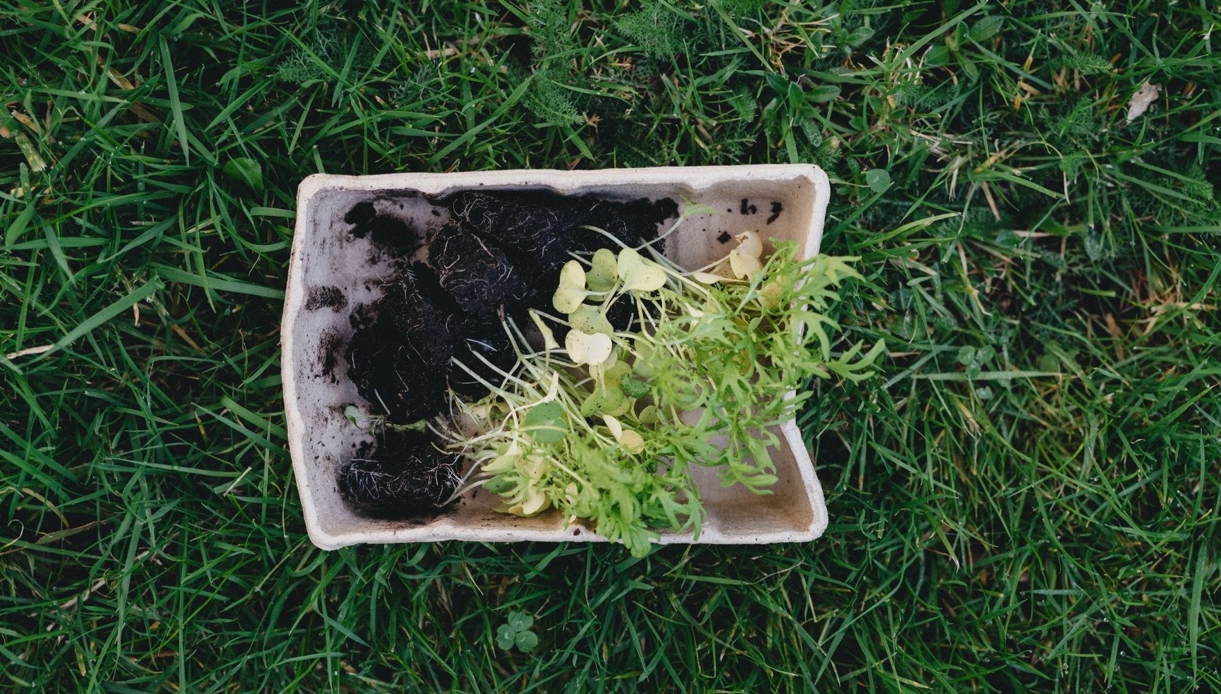 Biodegradable box