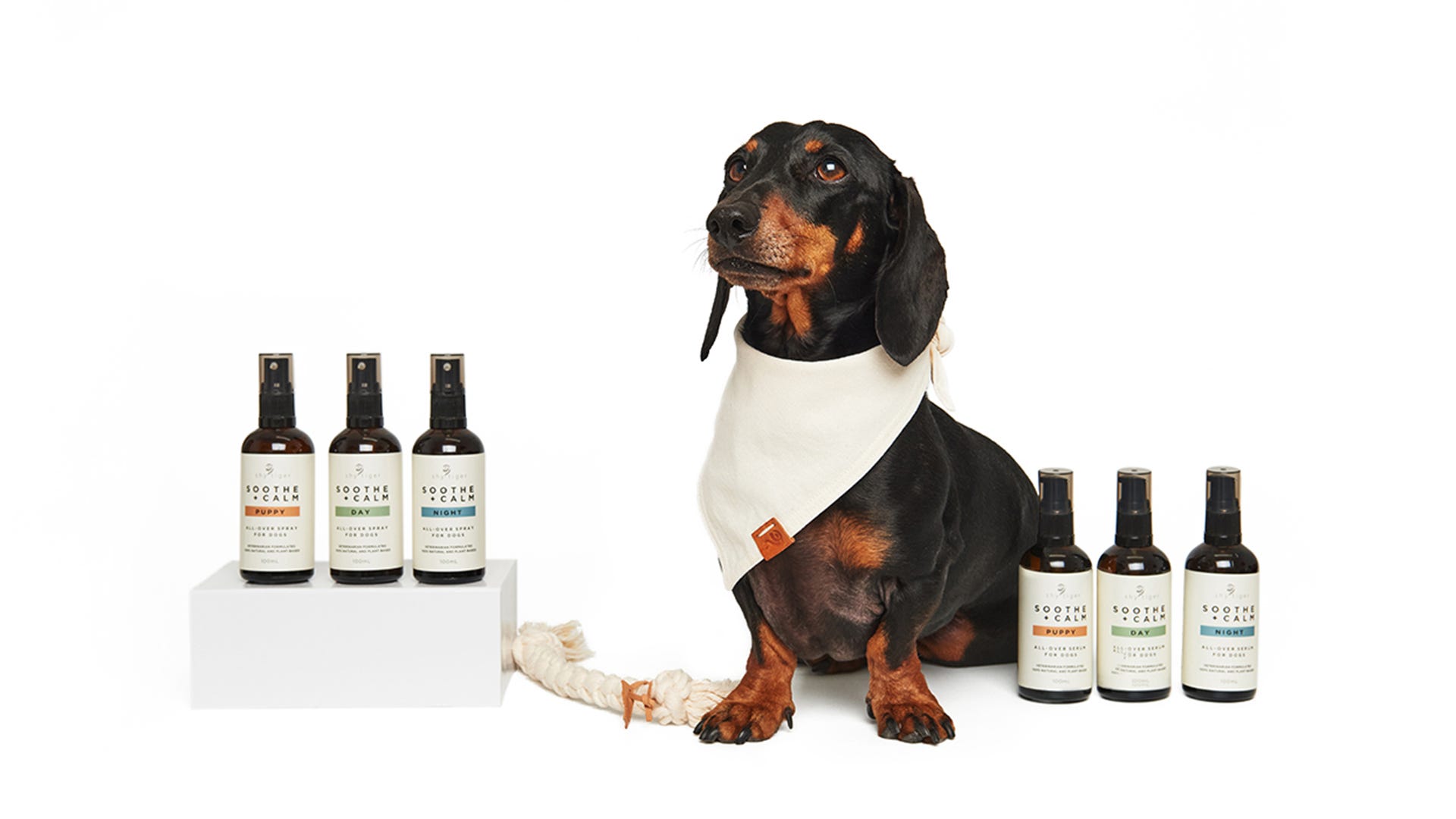 Shy Tiger products with dachshund